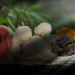 Contact Medicinal and Functional Mushroom Factory Inc