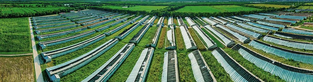 Medicial and Functional Mushroom Factory Inc